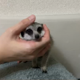 ミーアキャットBaby、生後3ヶ月の画像