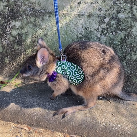 パルマワラビー　ご家族様募集中✨の画像