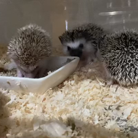 ハリネズミBaby 生後34日目の画像