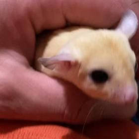 フクロモモンガ リューシスティック女の子の画像