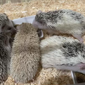 ハリネズミ、ご家族様募集中✨の画像
