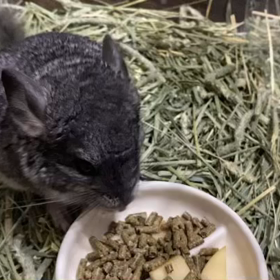 チンチラベビー、お迎えしました✨の画像