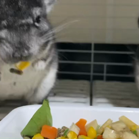 コーンの踊り食い✨の画像