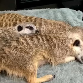 ミアーズ、お昼寝中の画像