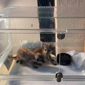 ミーアキャットBaby ✨の画像