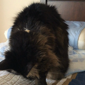 猫に名前をつけるならの画像