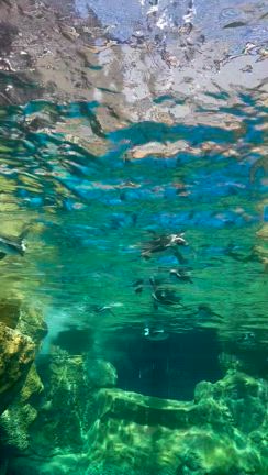 京都水族館の記事動画