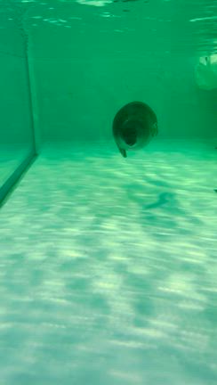 滋賀県立　琵琶湖博物館の記事動画