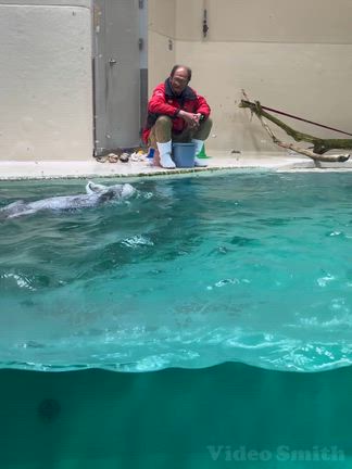 鳥羽水族館…どうしてもラッコちやんに会いたくて♡の記事動画