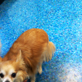 狂犬病予防接種の画像