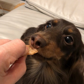 2020年の運勢と新年初の愛犬がジャーキーを食べる動画の画像