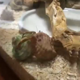 テスト動画の画像