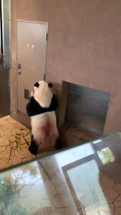 アドベンチャーワールドの記事動画