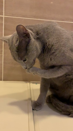 ねこの日の記事動画