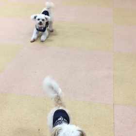 昨日の躾ル〜ム番外編でしゅよっ‼️の画像