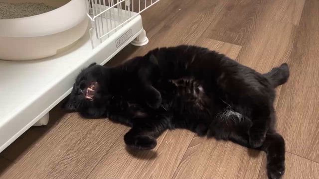 黒絵の幸せ便りの記事動画