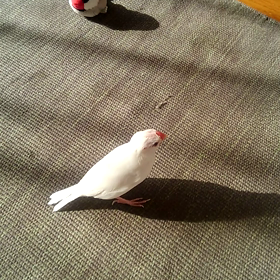 ひなたぼっこ☀の画像
