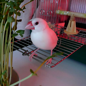 豆苗ちゃんの画像
