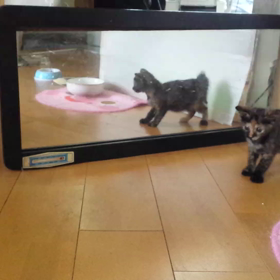 仔猫。鏡の中のお友達の画像