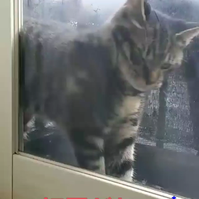 初雪♪お初な我が家のにゃんこ(￣▽￣;)の画像