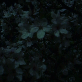 また来年。。。の画像