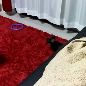職場の運動会！の画像