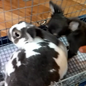 生き物同士の画像