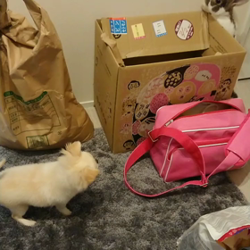 うさぎと犬の画像