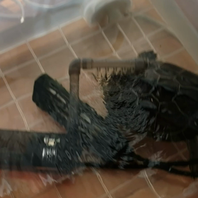怪獣現るの画像
