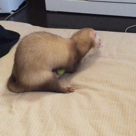 カエルダンスの画像