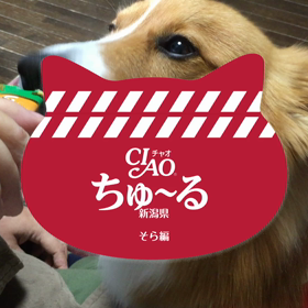 ちゅーるちゅーるの画像