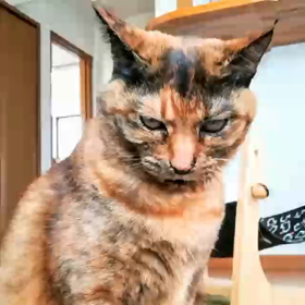 …か、肩がっ！の画像
