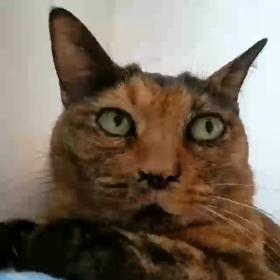 世界猫の日の画像