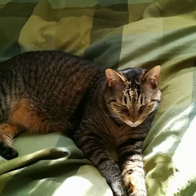 猫動画の画像