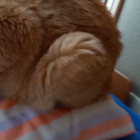 キュウの画像