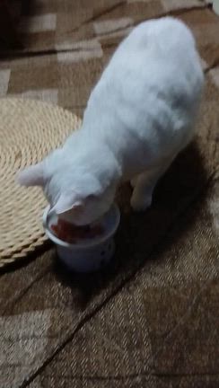 ハッピーバースデー　ゆきちゃん(=^ェ^=)の記事動画