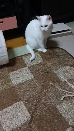 これが　青春時代だったのかな～の記事動画
