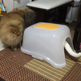かくれんぼ。の画像