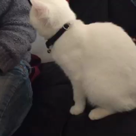 猫の芸の画像
