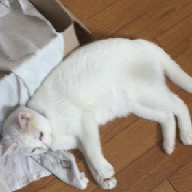 怠惰な遊びとの対比バージョンの画像