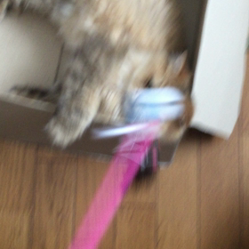 怠惰な遊び方の画像