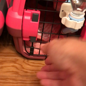 やっぱり、やっぱり…お転婆さん。の画像