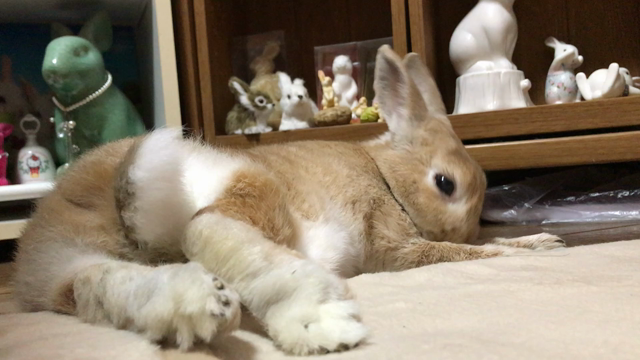うたちゃんの記事動画