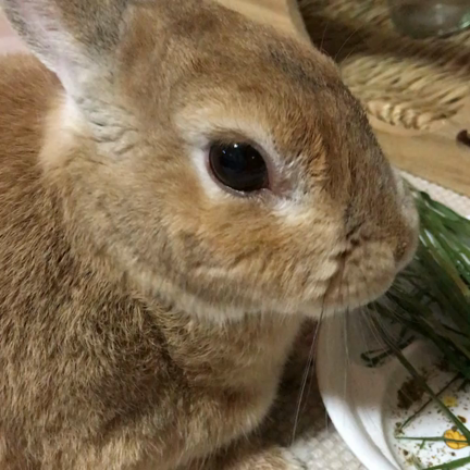 むしゃむしゃの記事動画