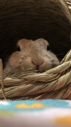 お鼻ピクピクの記事動画