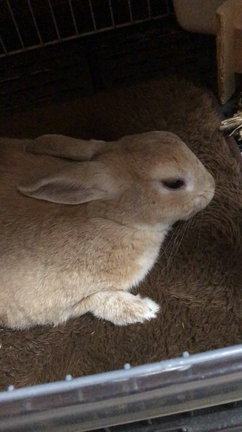 アイ♡ウサギの記事動画