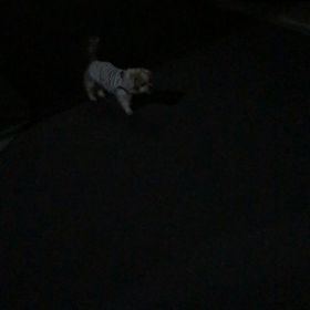 涼しい夜ンポ(^-^)の画像