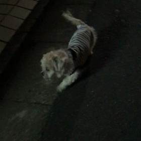てくてく夜ンポ(^-^)。の画像