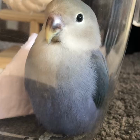 インコちゃん動画の画像