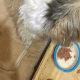 ☆深夜も大変良く吠えます☆の画像
